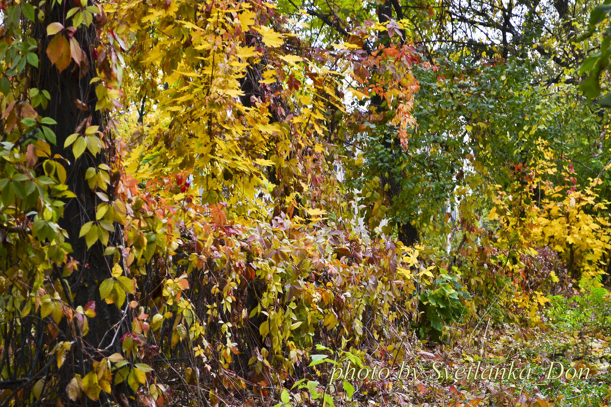 Фото Svetlanka_Don. Осенний виноград. Живая изгородь