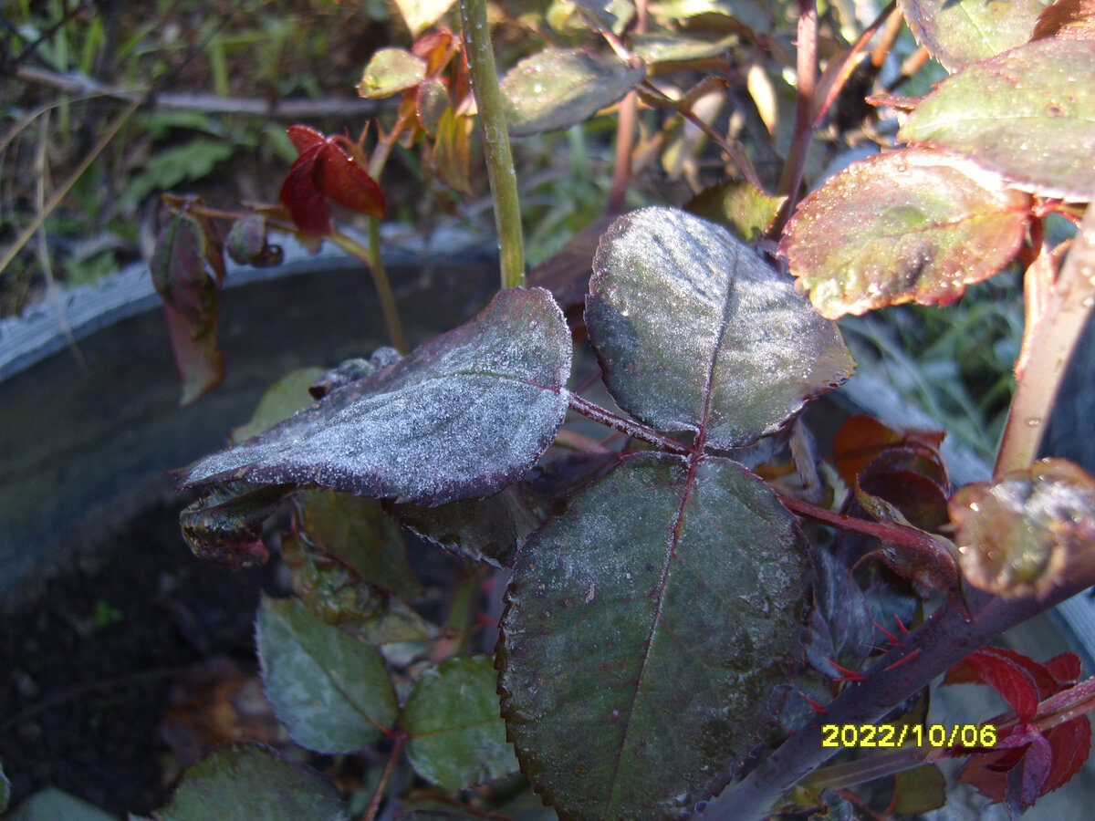 Ледяные листья розы