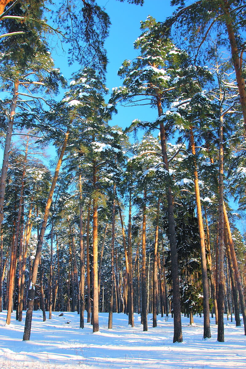 Яндекс картинки