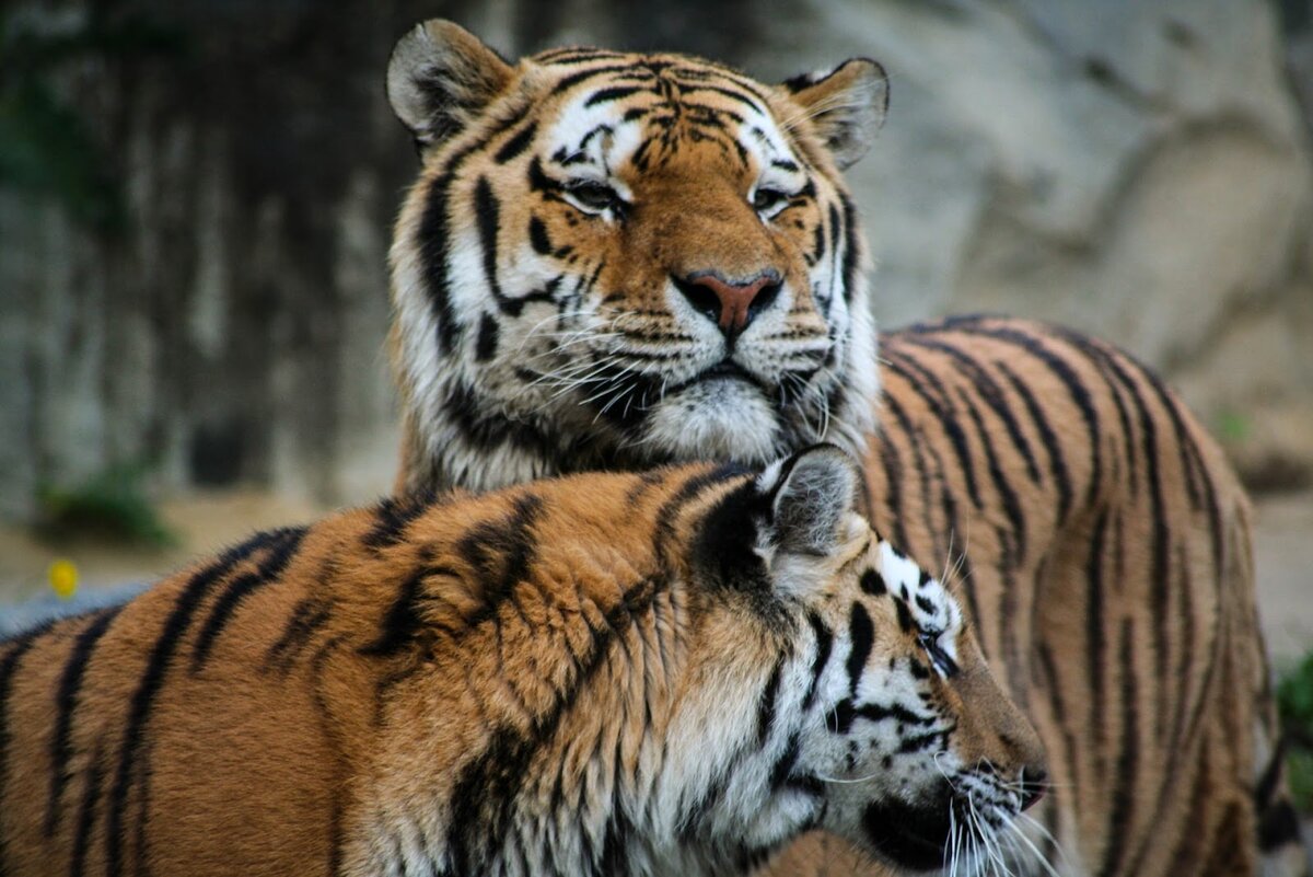 Почему тигр лев. Тигр млекопитающее фото. Млекопитающим тигр высшее или низшее.