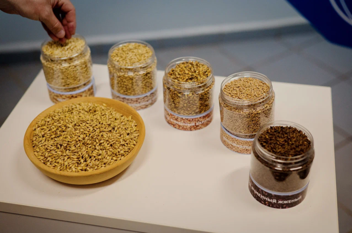 Сырье для безалкогольного пива проходит проверку качества