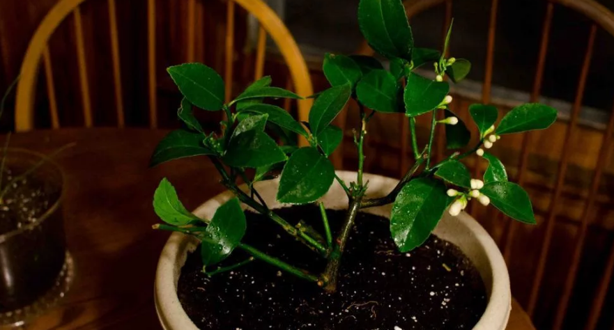 Фотография взята из источника gribyogorod.info