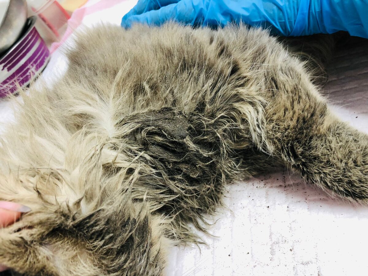 Отбиты органы...