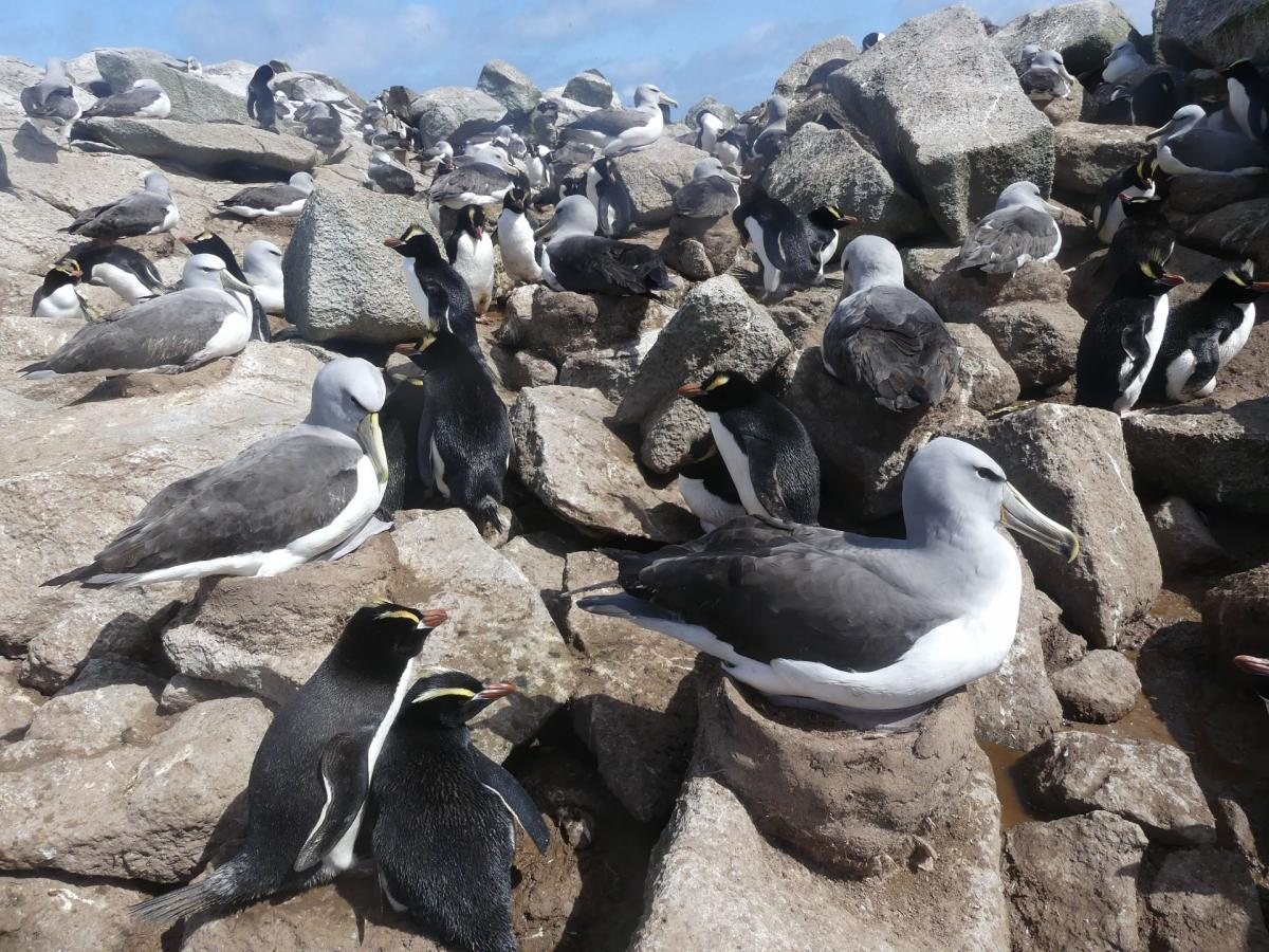 Пингвины делят остров не только с сородичами, но и другими птицами, которые прилетают гнездиться на острова. Частые их соседи — альбатрос сальвина.