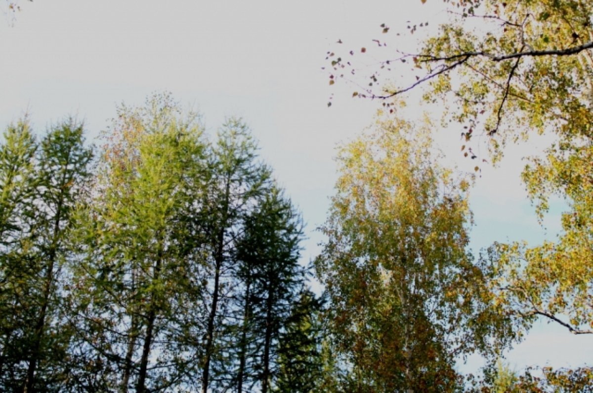    В Сочи спасатели нашли заблудившегося в лесу грибника-пенсионера