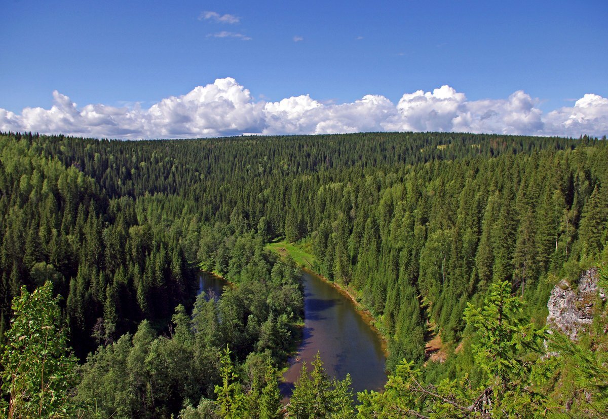 Сибирские леса. Автор фото damion.club