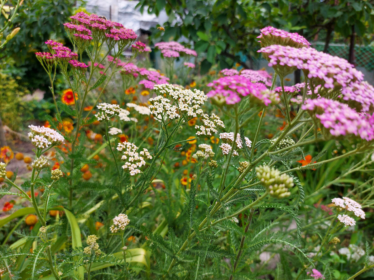 Тысячелистник. Фото автора.