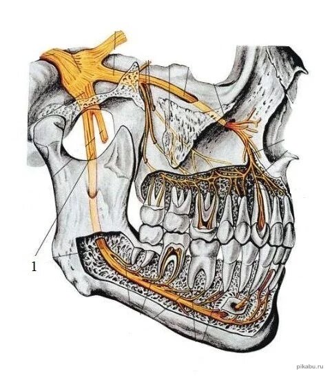 Удаление зуба. Осложнение - Центр ортодонтии