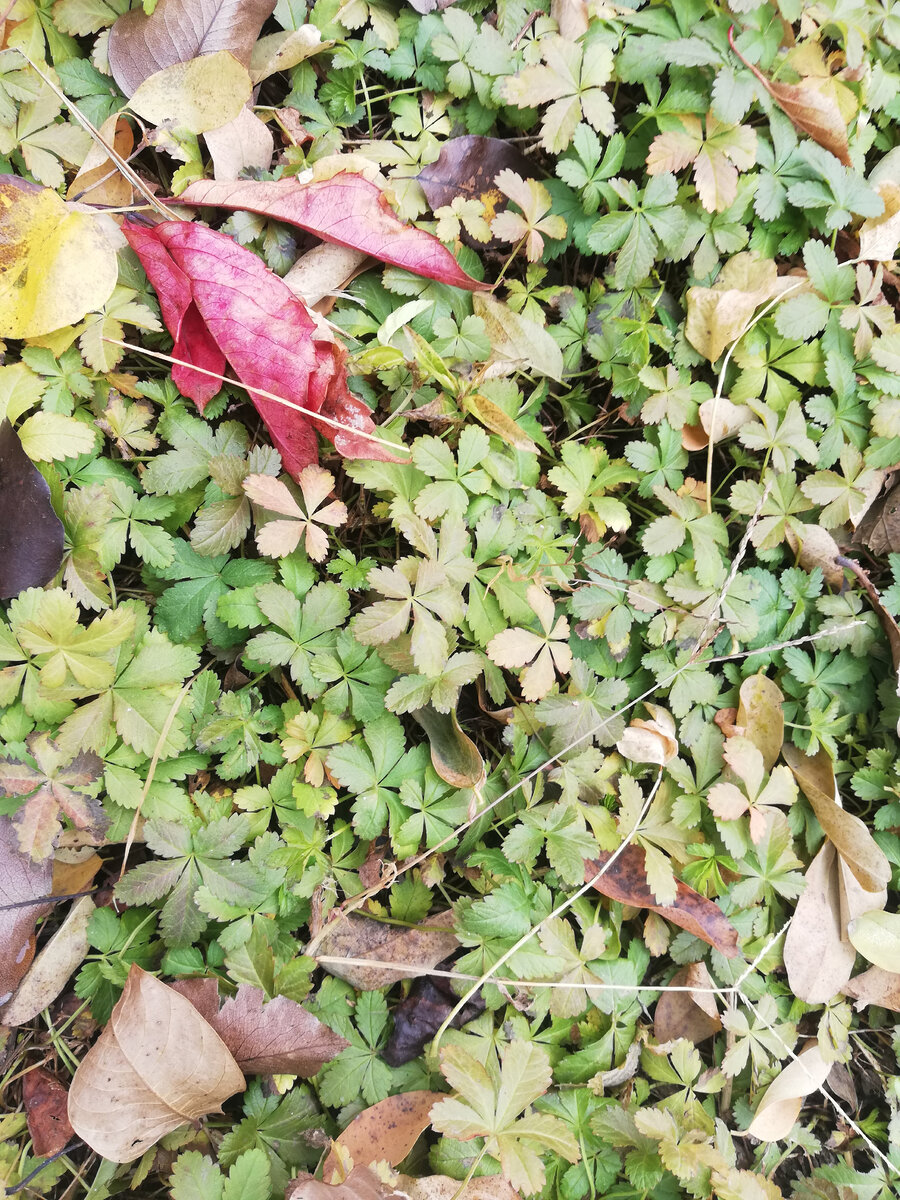 Фотокаталог растений: Лапчатка ползучая (Potentilla reptans)