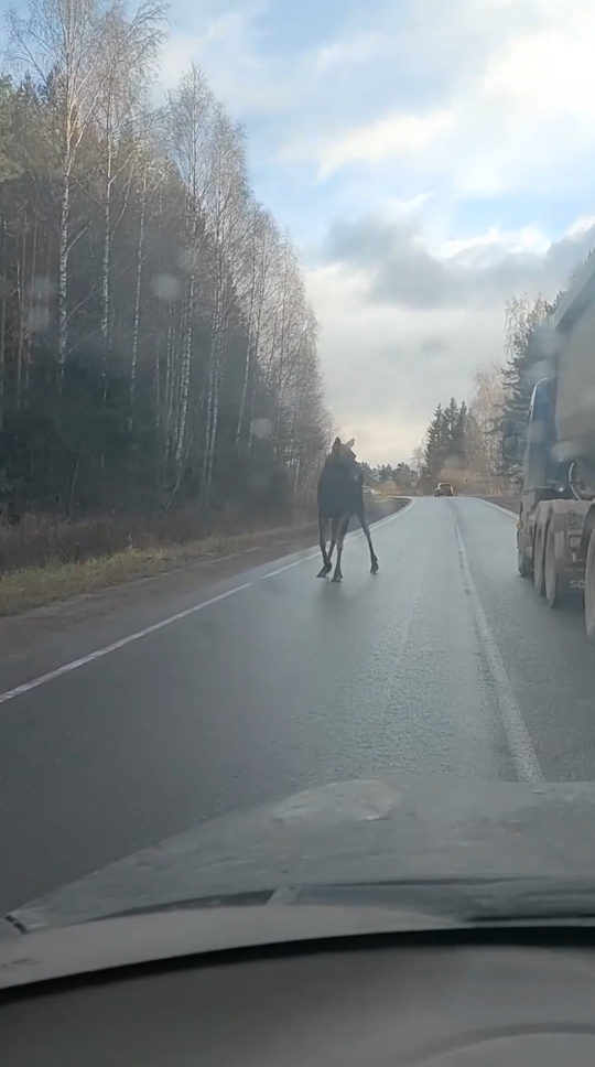 скриншот с видео.