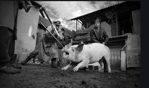 Яндекс картинки