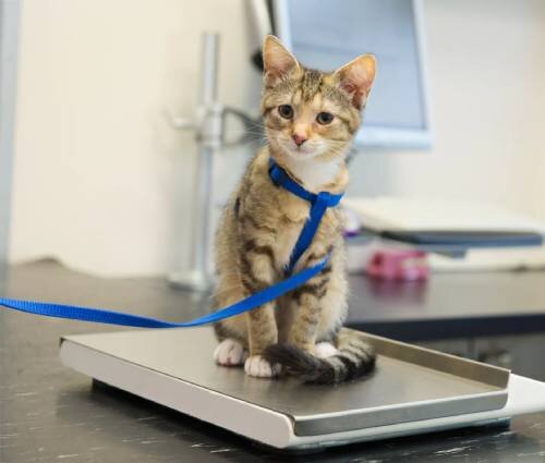 Сколько должна весить кошка | Лапа помощи | Дзен