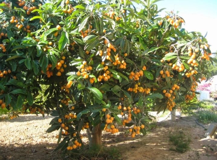 Мушмула японская