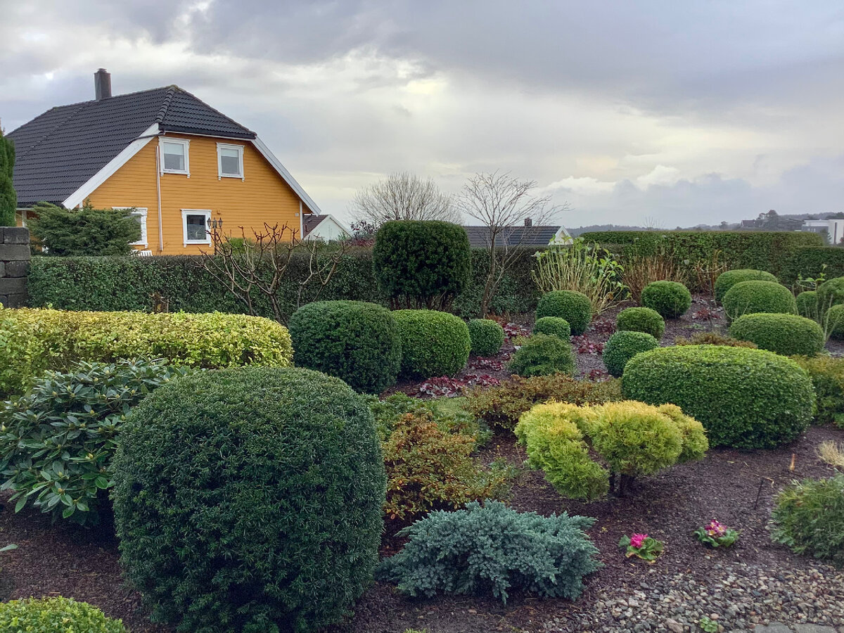 На заднем плане справа неподготовленные к укрытию крупнолистные гортензии.