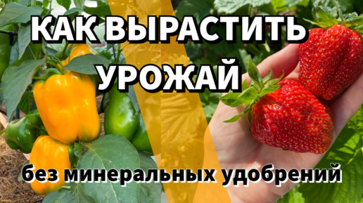 ПОЧЕМУ СТОИТ ОТКАЗАТЬСЯ ОТ ХИМИИ НА ОГОРОДЕ И ПЕРЕЙТИ НА ПРИРОДНОЕ ЗЕМЛЕДЕЛИЕ