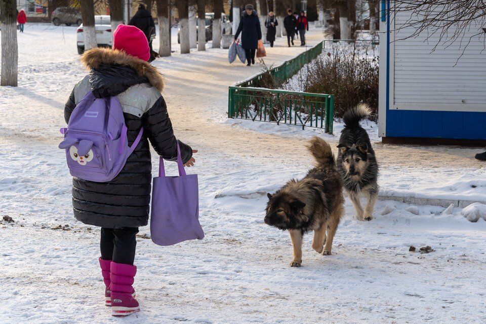     Рязанка рассказала о нападении стаи бродячих собак на ее 9-летнюю дочь. Михаил ФРОЛОВ