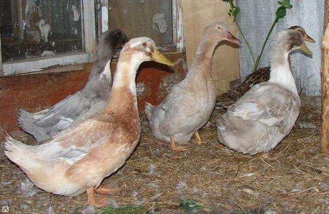 голубой фаворит.