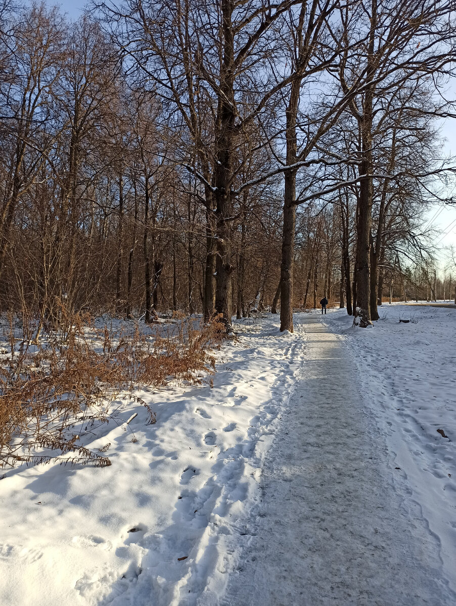 Фото автора. Тротуар на дачу через лес 