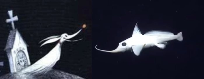   Tim Burton & NOAA