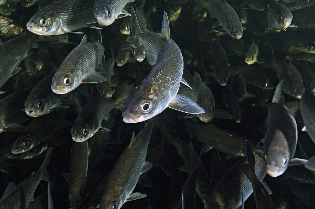 фото Ольги КАМЕНСКОЙ.