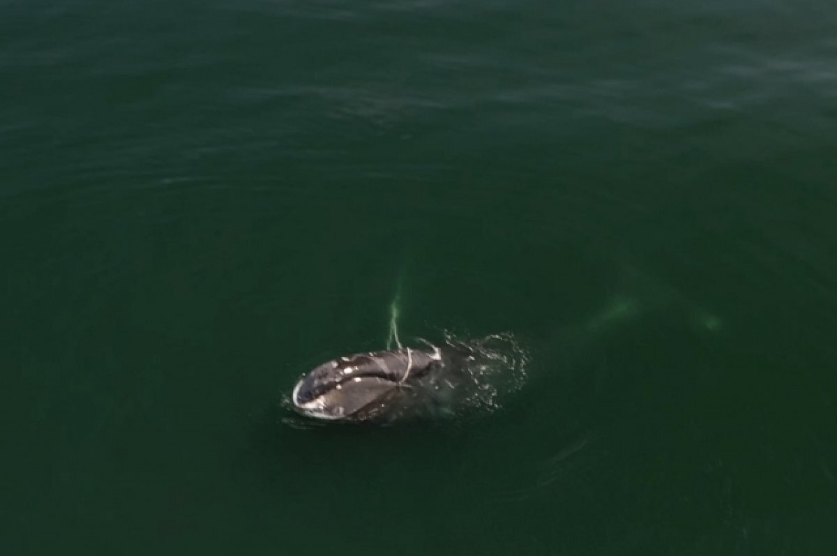    Китов в Териберке не могло травмировать винтами туристических катеров