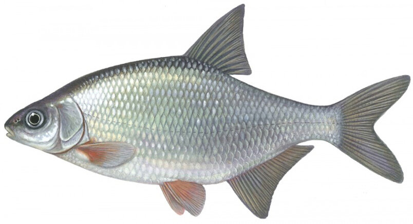 Blicca bjoerkna