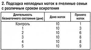 Схема развития пчелиной матки