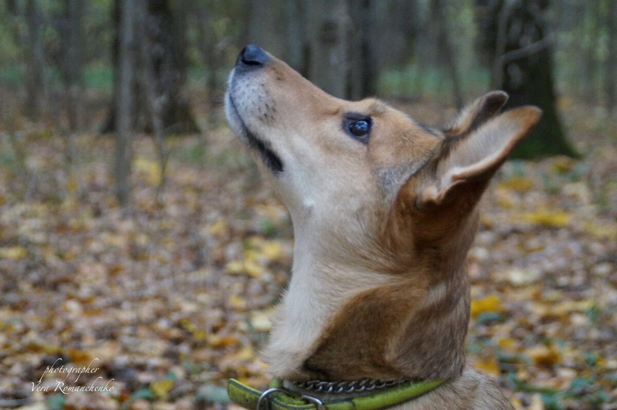 Она ждала на площадке хозяйку. Но та за ней так и не вернулась.