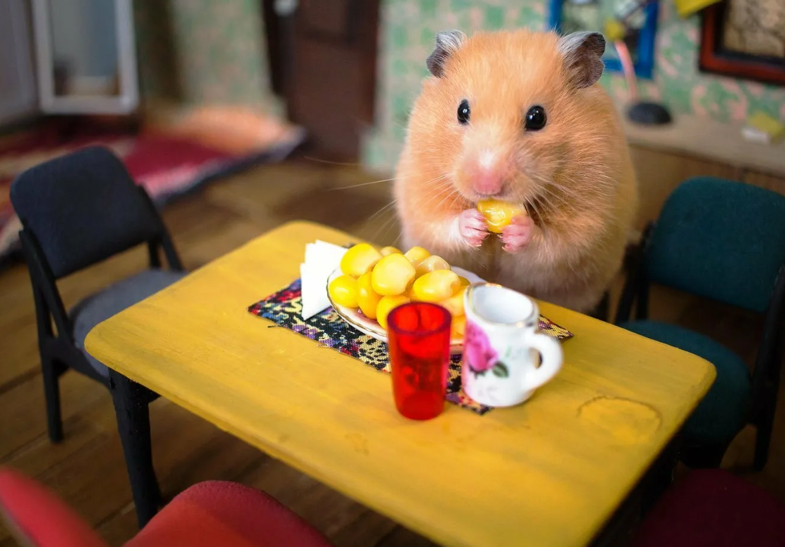 Хомячки, как домашние животные