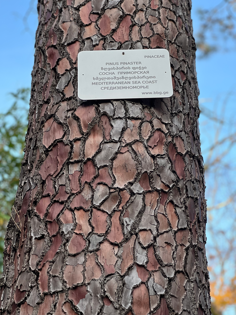 Коллекция сада насчитывает более 5000 растений