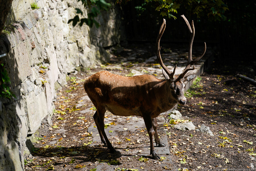 Фото: Виталий Невар / Новый Калининград