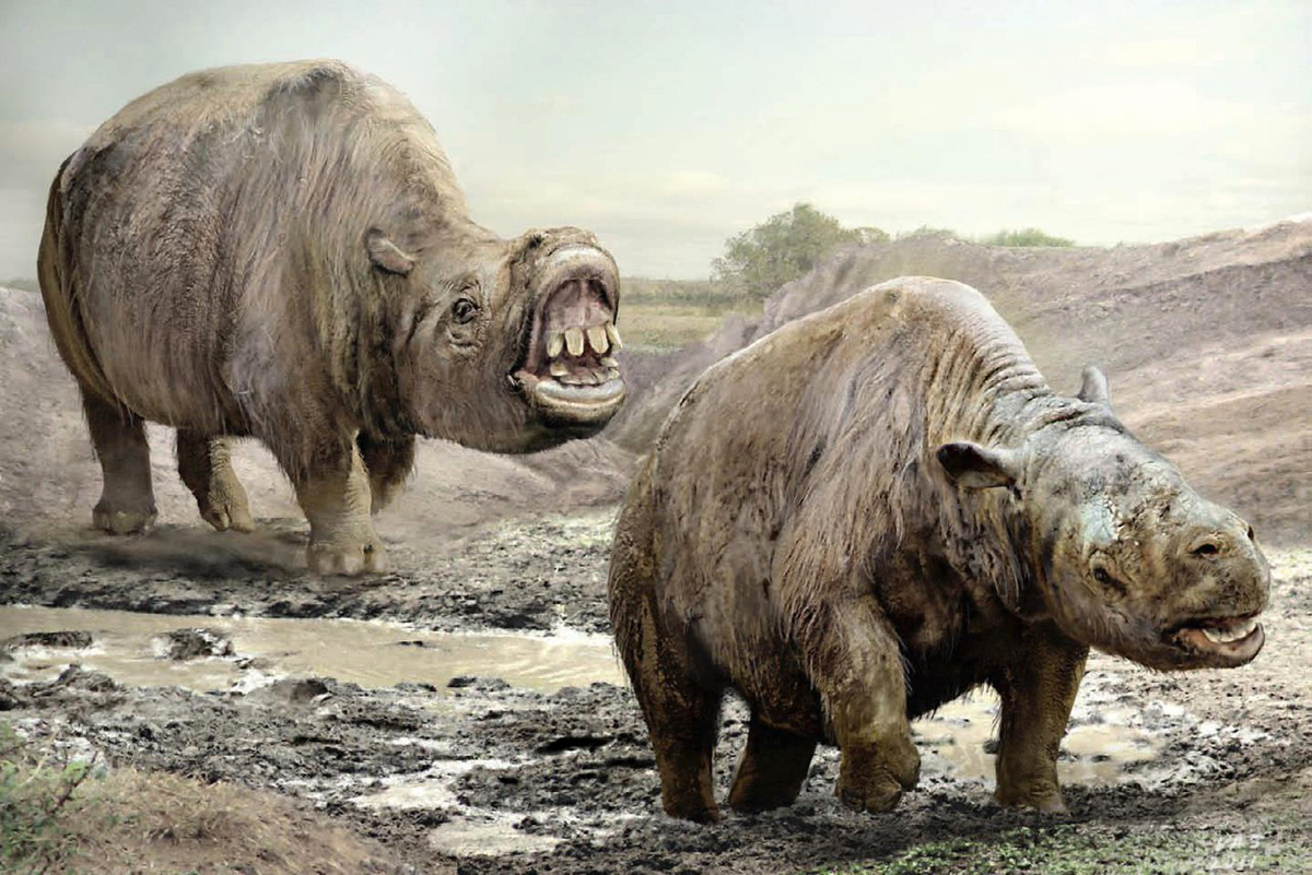 Токсодон: Животное, чей череп поразил Дарвина. Гигантское копытное из Южной Америки не было похоже ни на одно современное животное