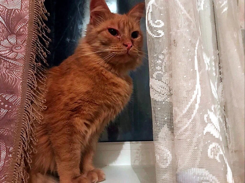 Рыжик очень обрадовался, когда оказался в тепле. 