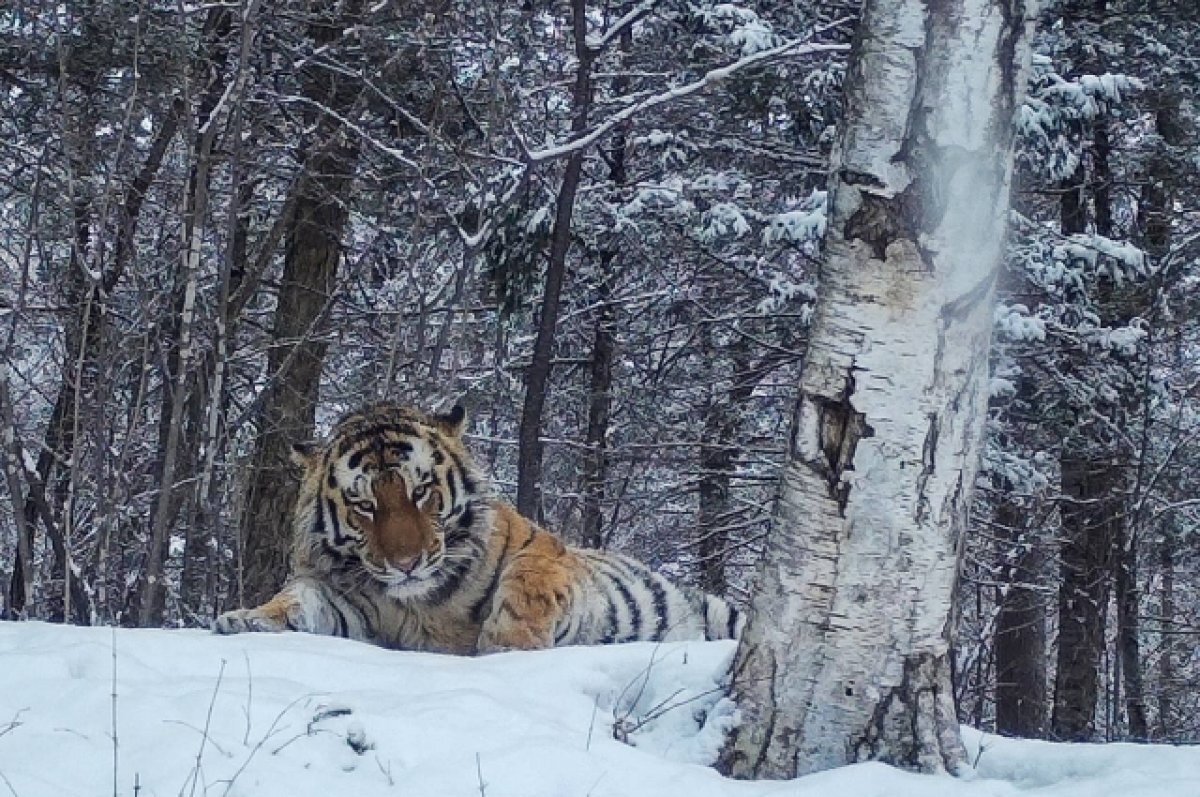    В Приморье намерены поймать тигра, напавшего на собаку