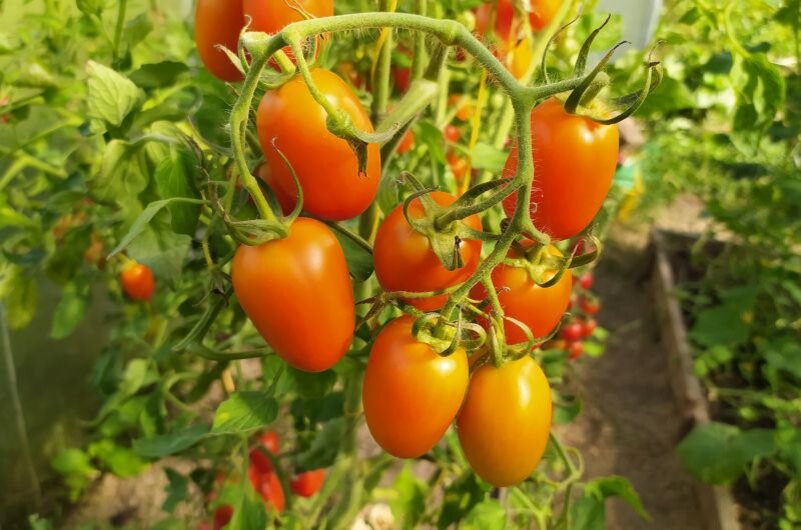 Фотографии желтых томатов для открытого грунта