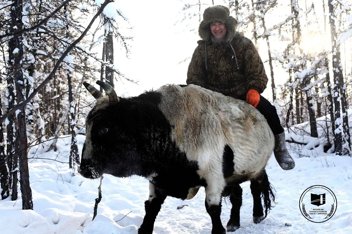 Якутская корова: Они легко выживают в –50 и пьют из полыньи. Всё благодаря «сахарному диабету» и другим чудесам их строения