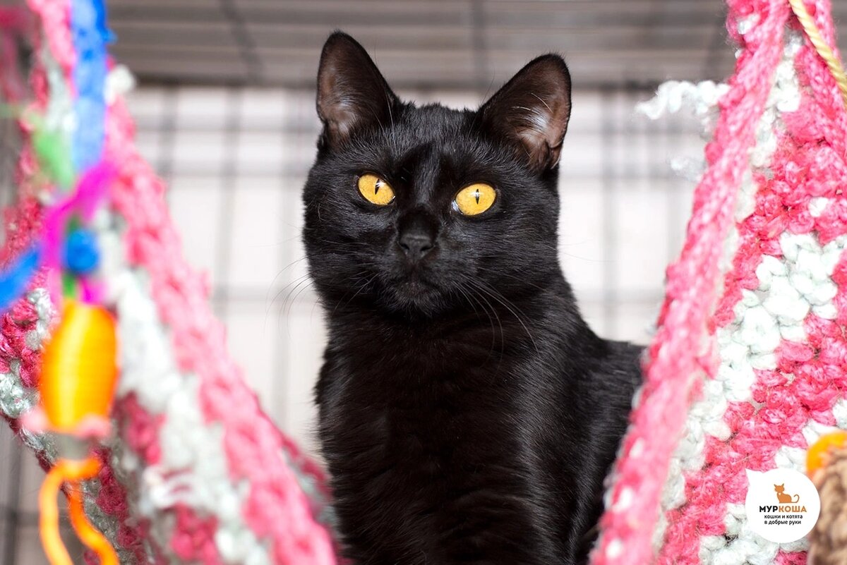 Черная красавица Пирелли с янтарными глазками.