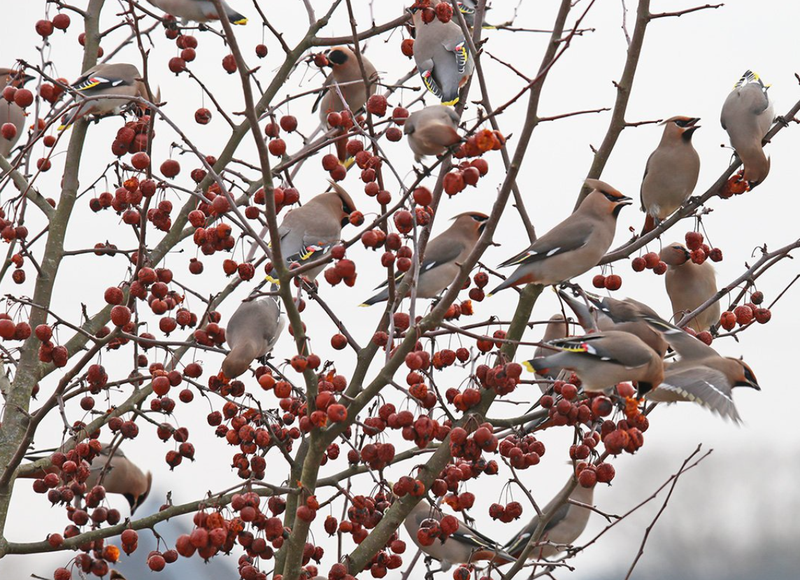 Зимний завтрак. Фото: live.staticflickr.com