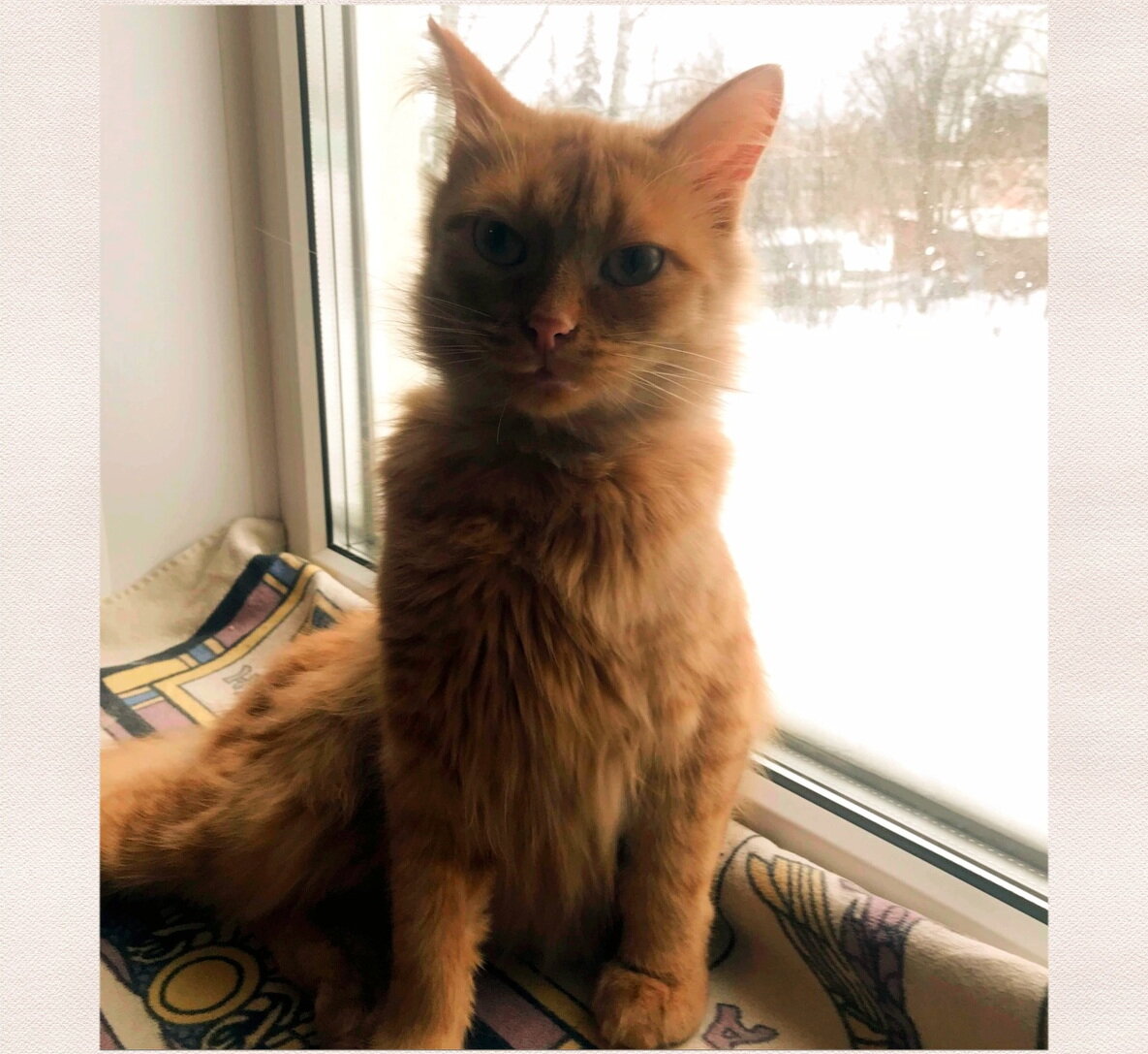 За окном снег,  а в доме тепло от рыжего солнышка