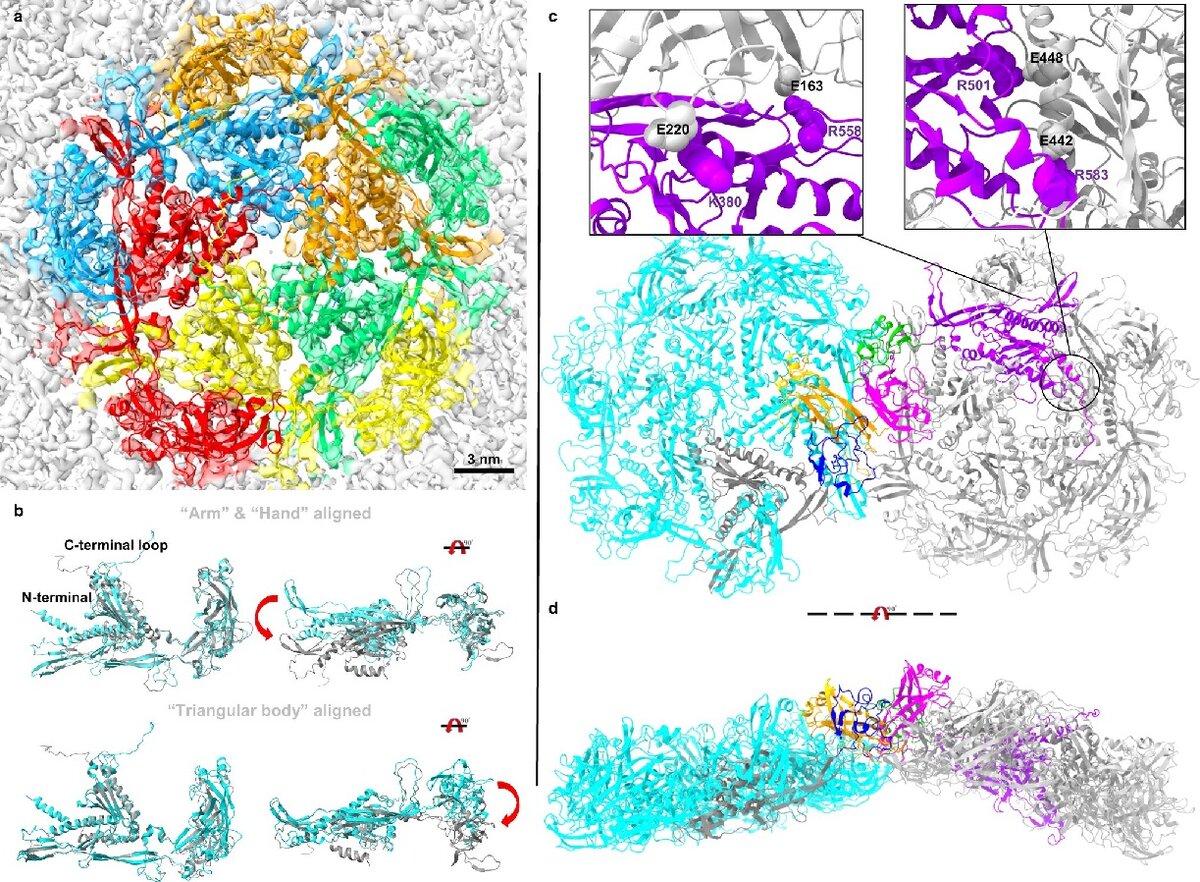    Схватка в микромиреNature Communications (2022). DOI: 10.1038/s41467-022-34972-5