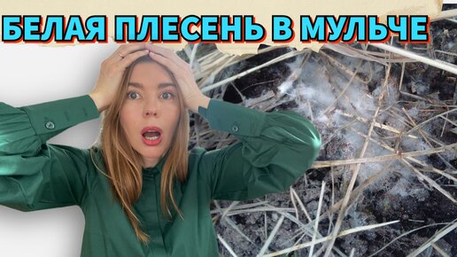 ☢️МУЛЬЧИРОВАНИЕ ТРАВОЙ ОПАСНО? ЭТО СЕННАЯ ПАЛОЧКА ИЛИ ПЛЕСЕНЬ?