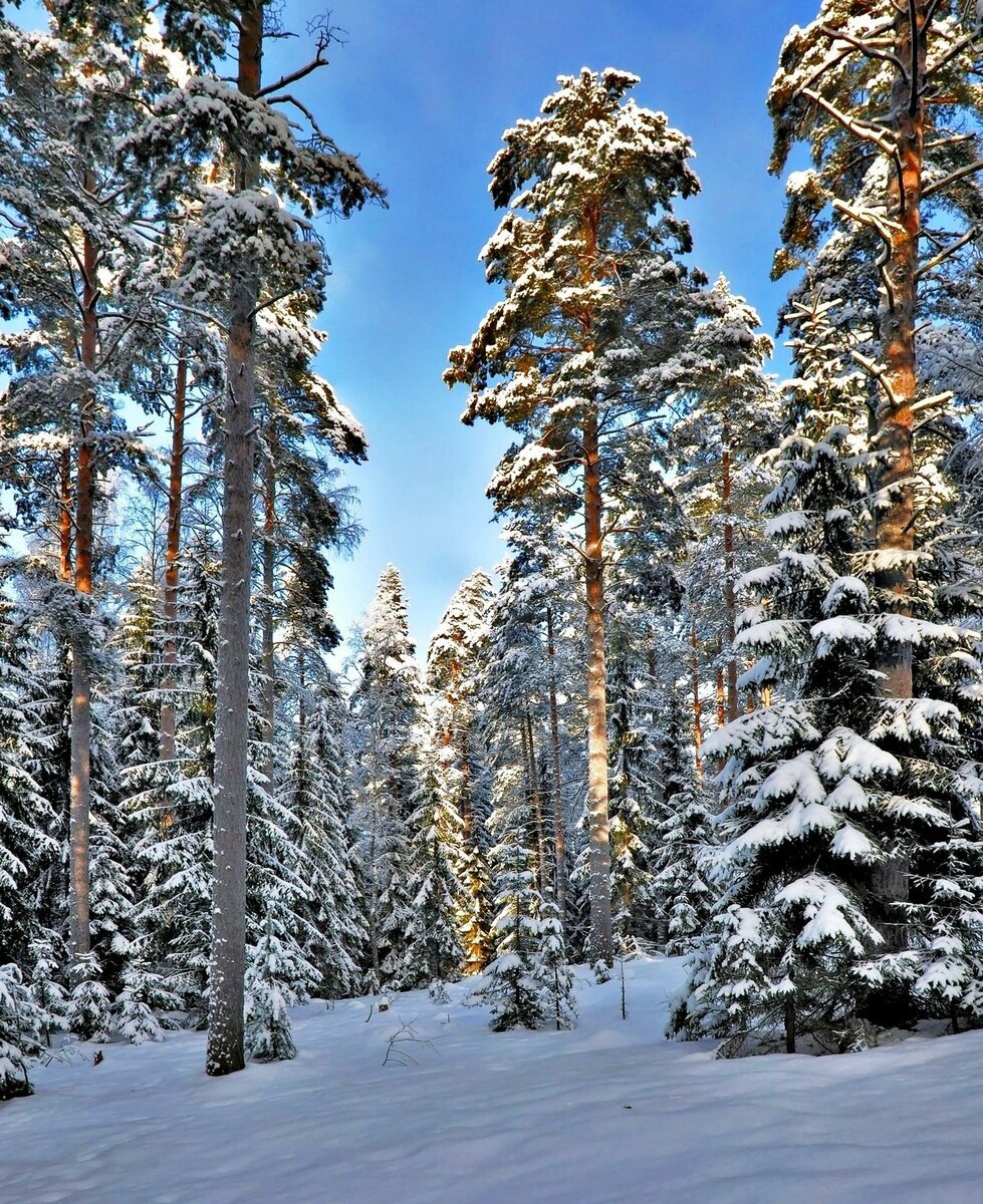 Фото из интернета 