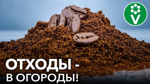 Почему не стоит выбрасывать спитой чай и кофе? Ещё как пригодятся в саду и огороде!