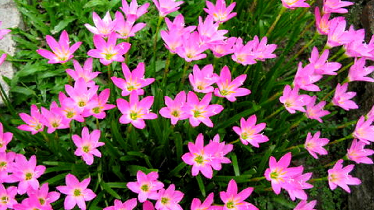 Zephyranthes robustus