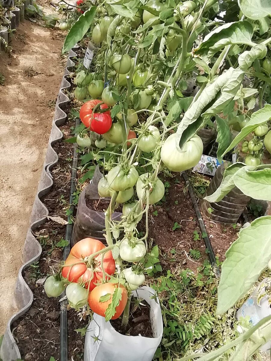 Чтобы посмотреть все фото нажимайте на стрелочку.
