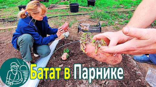 🍠 Выращивание батата в парнике для посадки черенками в открытый грунт 🌱 Опыт Гордеевых