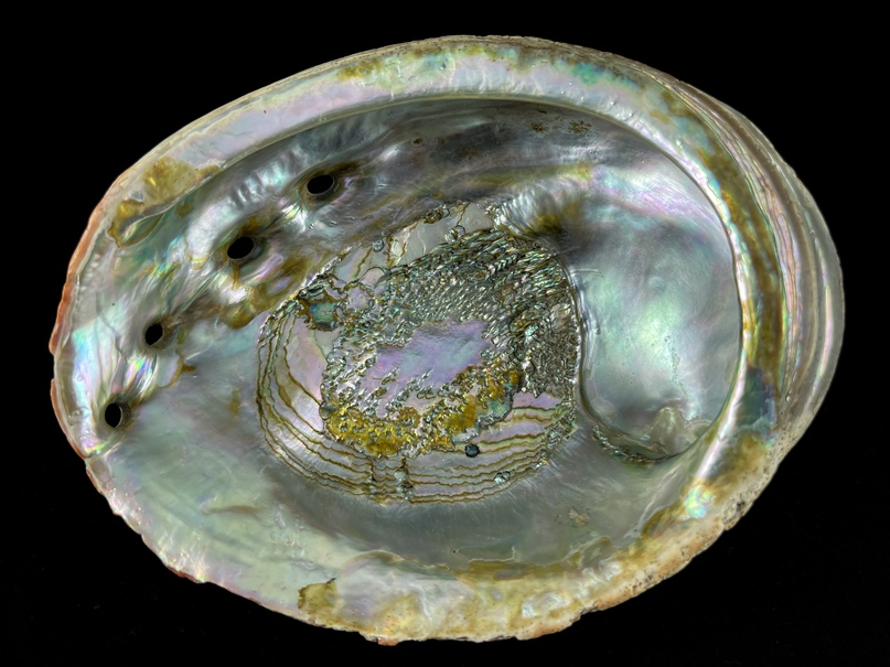 Haliotis Морское ушко. Экспонат Зоологического музея и гербария им. Э.А.Эверсмана