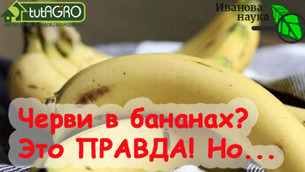 ЧЕРВИ В БАНАНАХ: да, это ПРАВДА! Но есть нюанс. Мрачная правда о любимом фрукте.