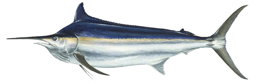 Istiompax indica