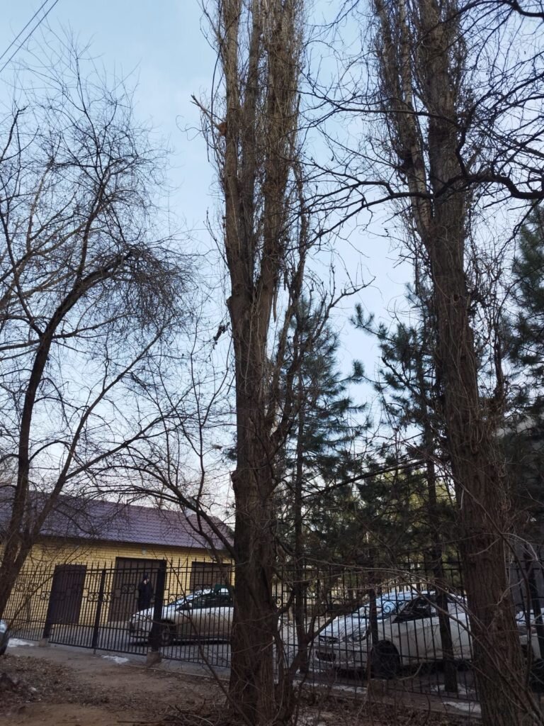      Кота пришлось снимать с дерева
